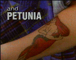 Petunia